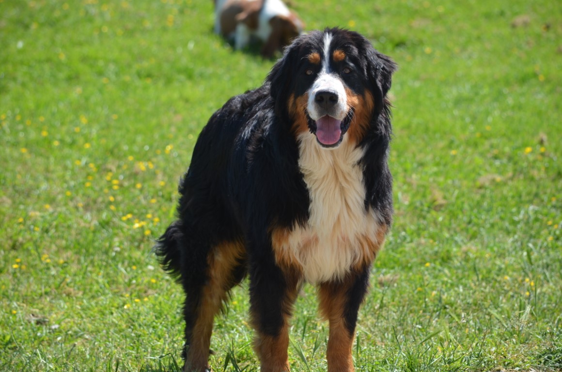 where to see bernese mountain dogs in switzerland